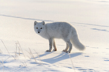 Arctic fox in Siberian tundra in winter time.