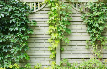 background from green fence entwined with wild five-leaf grapes