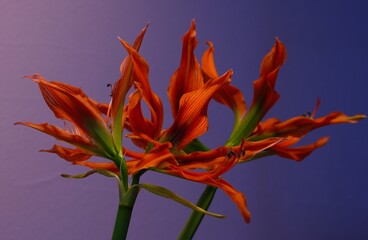 Hippeastrum red and green flowers on a light background