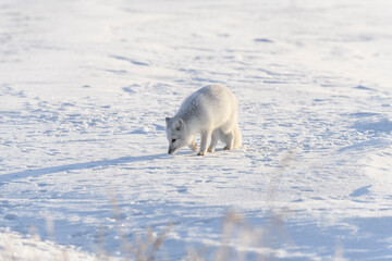 Arctic fox in Siberian tundra in winter time.