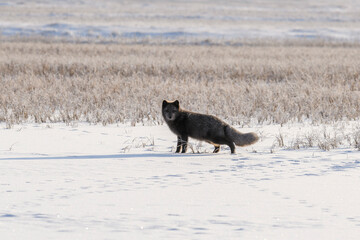 Blue arctic fox in wilde winter tundra. Melanistic animal.