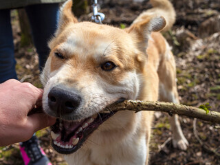 The dog pulling stick. Beautiful ginger dog, close-up portrait of red male walking in a forest. Winter time. . Copy space