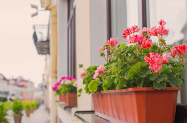 Fototapeta na wymiar Balcony flowers,blossom of pink geranium in town