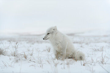 Arctic fox (Vulpes Lagopus) in wilde tundra. Arctic fox sitting.