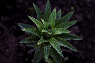 green lily leaves covered with raindrops