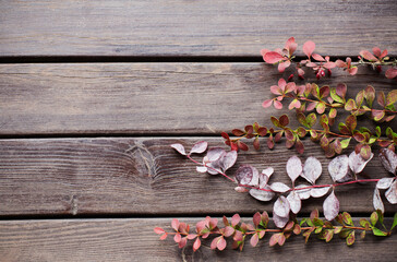 barberry branches  on old wooden background