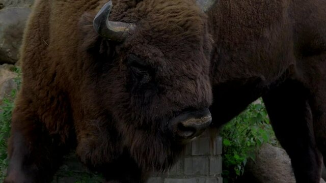 close-up portrait of a bison in the forest. The zubr, or European bison is a species of animal in the genus bison. The last representative of wild bulls in Europe. Their habitat is deciduous