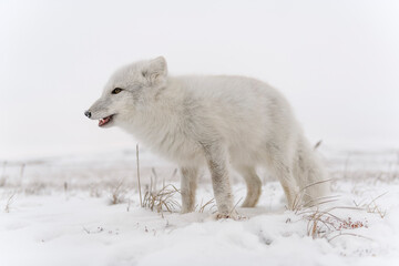 Arctic fox in winter time in Siberian tundra