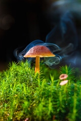 Glowing mushroom lamps with fireflies in magical forest
