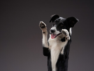 the dog waving paws . Happy Border Collie on a grey background in studio. Happy pet