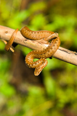 Red snake. Vipera berus sitting on a branch. Snake atack