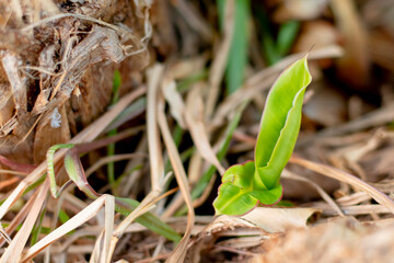 An image of a small banana plant rising from the ground.