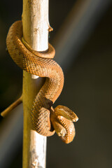 Obraz premium Red snake. Vipera berus sitting on a branch. Snake atack