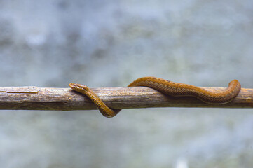 Red snake. Vipera berus sitting on a branch. Snake atack