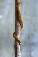 Red snake. Vipera berus sitting on a branch. Snake atack