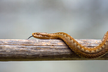Red snake. Vipera berus sitting on a branch. Snake atack