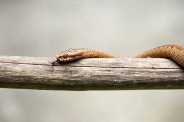 Red snake. Vipera berus sitting on a branch. Snake atack