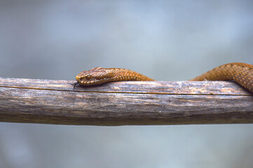 Red snake. Vipera berus sitting on a branch. Snake atack