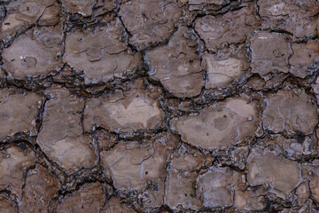 Natural bark texture for background.