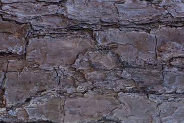 Natural bark texture for background.