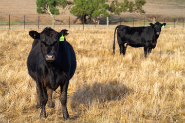 Close up of beef cows and calfs grazing on grass in Australia. Eating hay and silage. breeds...
