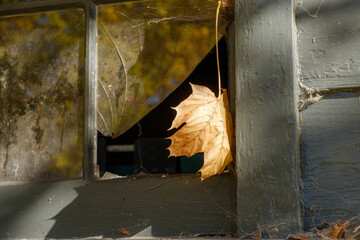 A lone fallen autumn leaf floats on an old web near a broken window pane