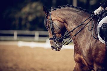Portrait sports stallion in the bridle. Equestrian sport.
