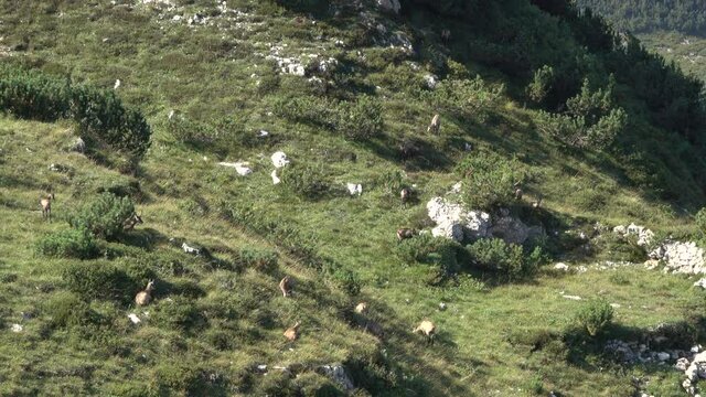 Group of chamois grazing on the mountain tops during spring, on the Carega Group, a mountain in the Veneto region, an imposing Italian limestone-dolomite massif