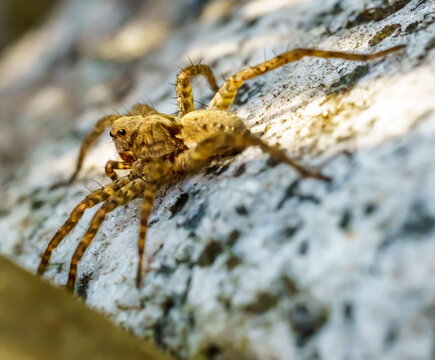 Kr&auml;useljagdspinne