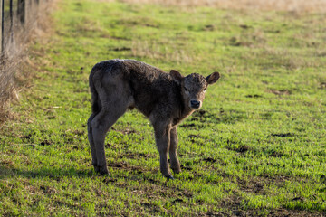 Stud Angus, wagyu and murray grey beef bulls and cows, being grass fed on a hill in Australia.
