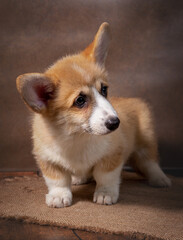 A charming Pembroke Welsh Corgi puppy stands and looks away on a dark background