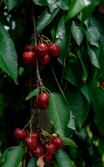 Red Cherry on a huge cherrytree, green red. High quality photo