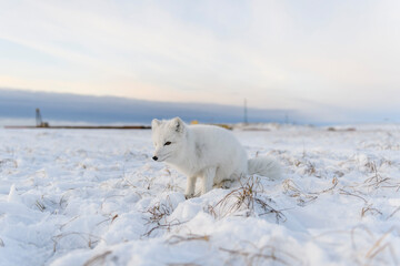 Arctic fox (Vulpes Lagopus) in winter time in Siberian tundra with industrial background.