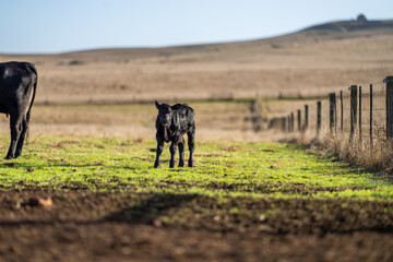 Stud Angus, wagyu and murray grey beef bulls and cows, being grass fed on a hill in Australia.