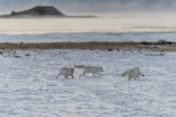 Two young arctic foxes playing in wilde tundra with industrial background.