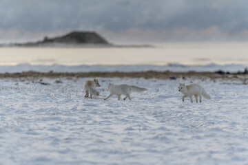 Two young arctic foxes playing in wilde tundra with industrial background.