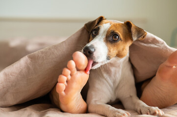 The dog jack russell terrier lies with the mistress on the bed and licks her feet - obrazy, fototapety, plakaty