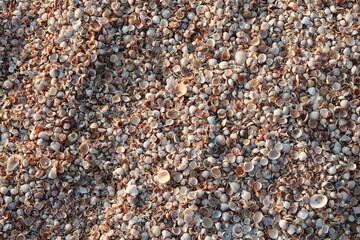 Summer background of wet seashells on beach at dawn in soft sunlight for travel advertisement or summer vacation to sea or to ocean
