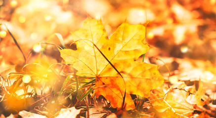 Autumn nature background with maple leaves, sunlight, golden bokeh and grass on the sunset