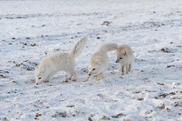 Two young arctic foxes playing in wilde tundra in winter time.