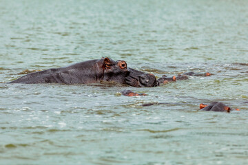 Fototapeta premium Hippos having a bath in Kazinga Channel, Queen Elizabeth National Park, Uganda