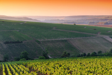 Chablis vineyard in the Bourgogne region