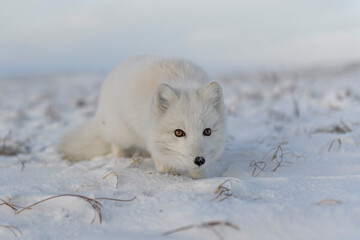 Fototapeta premium Arctic fox (Vulpes Lagopus) in winter time in Siberian tundra with industrial background.