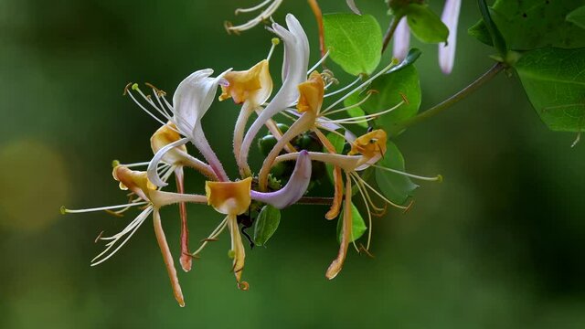 honeysuckle, Chinese medicinal plant with flowers

