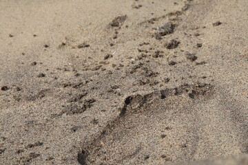 Fototapeta na wymiar footprint in the sand on the Beach 