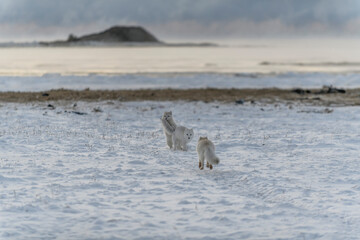 Two young arctic foxes playing in wilde tundra with industrial background.