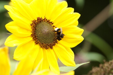 Obraz premium Hummel auf Sonnenblume