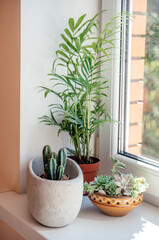 A windowsill with potted cactuses, succulents and leafy plants