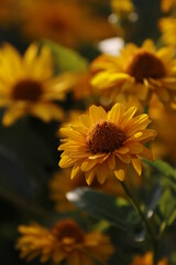 yellow flowers in the garden