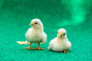 The yellow serama chicks on a artificial grass background.